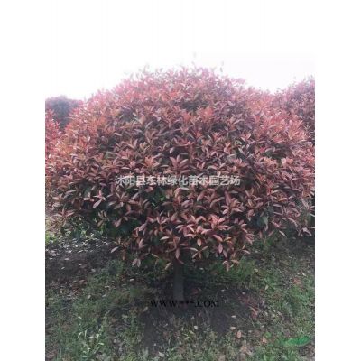 供应玉兰、樱花、红枫、紫叶李、木槿、广玉兰、鸡爪槭、垂丝海棠