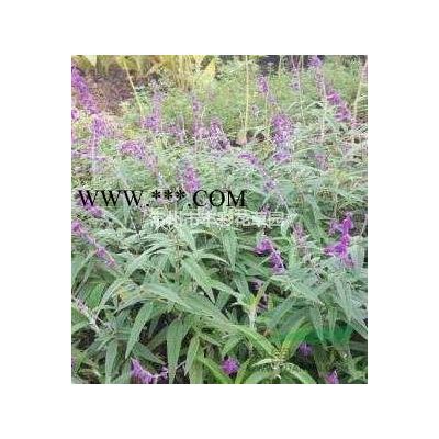 江苏造型紫薇批发/供应
