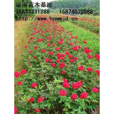 红枫 美国红枫 红枫价格  湖南泽云苗木合作社