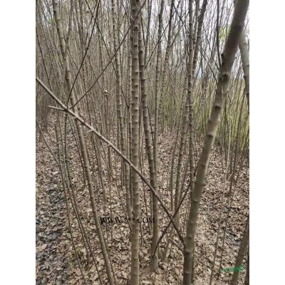 红枫种子供应/红枫种子小苗