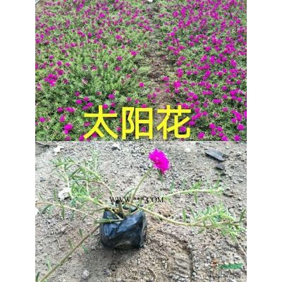 小叶紫薇，紫薇，细叶紫薇