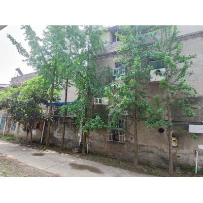 急售自家种植20多年直径30公分银杏树6棵