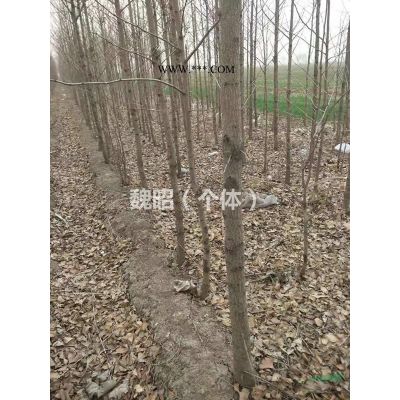 实生银杏树苗，河北长期生长，驯化良好