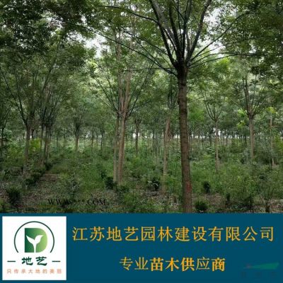 供应马褂木产地 江苏地艺园林苗圃基地 江苏马褂木价格