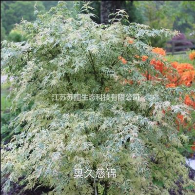 江苏日本红枫花散里低价销售/日本红枫花散里行情报价图2