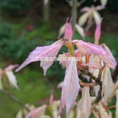江苏日本红枫花散里低价销售/日本红枫花散里行情报价图3