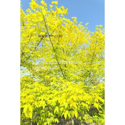 江苏日本红枫花散里低价销售/日本红枫花散里行情报价图1