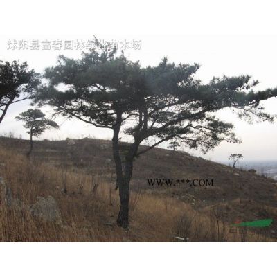 基地出售 枫树流泉 日本流泉红枫树苗 三季红叶枫树 适应性强 庭院阳台盆栽地栽苗 价格优惠