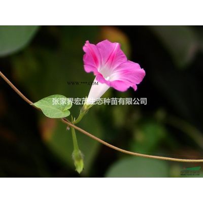 紫薇米径3到4公分处理  张家界地区供应