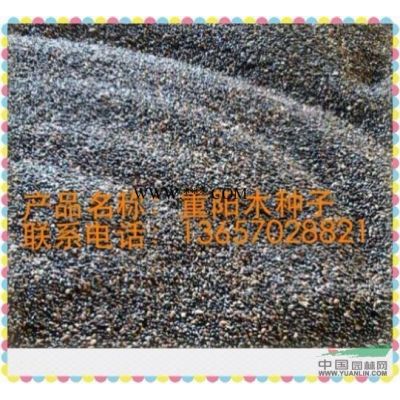 江西紫薇 祥瑞绿化供应优质紫薇苗