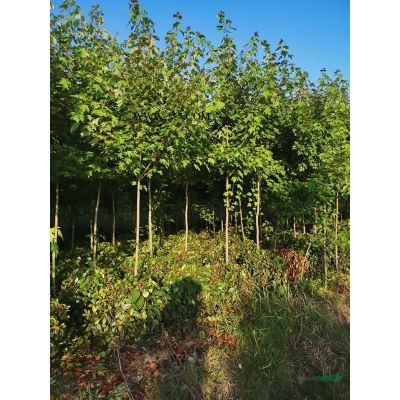 美国红枫十月光辉基地种植低价出售