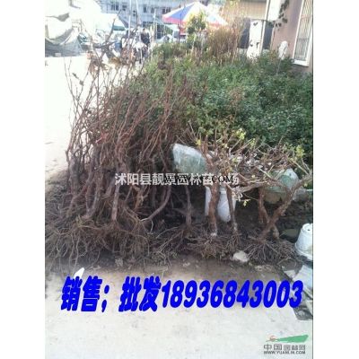 密枝紫叶李产地 密枝红叶李一株多少钱