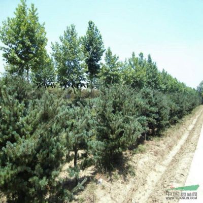 供应栾树_黄山栾树基地_栾树图片_栾树价格