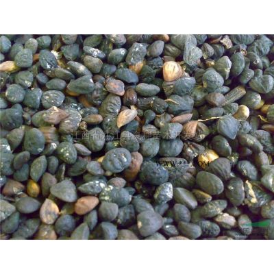 大量供应一年生苗，栾树，无患子，乌桕