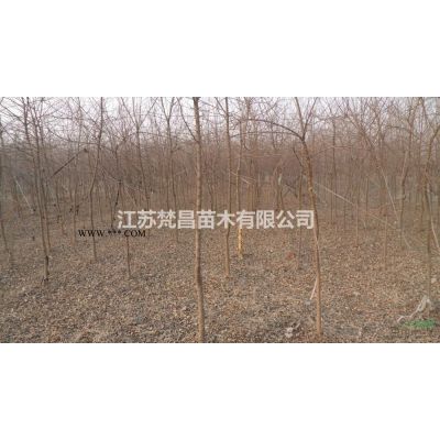 雪松_江苏雪松_低价供应雪松_雪松价格_雪松基地