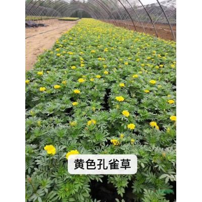 栾树