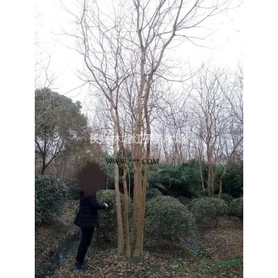 浙江红叶李12-15公分