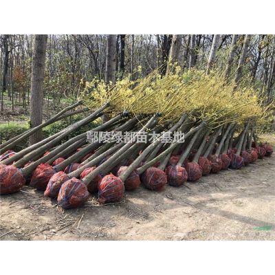 出售红叶李，紫叶李，紫薇，紫荆，百日红，木槿，丁香，金银木