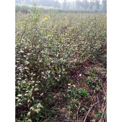 工程特价苗雪松、蜀桧、地柏、沙地柏、扶芳藤、红花继木、石楠球