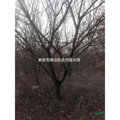 山东黄山栾树价格 南栾北栾北京栾树 青皮垂柳直柳旱柳怪柳价格