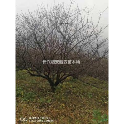 浙江湖州供应5-10公分丛生榉树