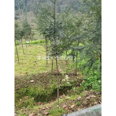 栾树种植基地.出售米径18公分全冠栾树.成都栾树种植基地