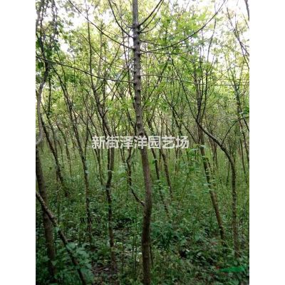 15~20公分栾树出售