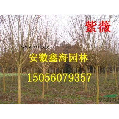 安徽地区供应8-20公分无患子 安徽无患子基地