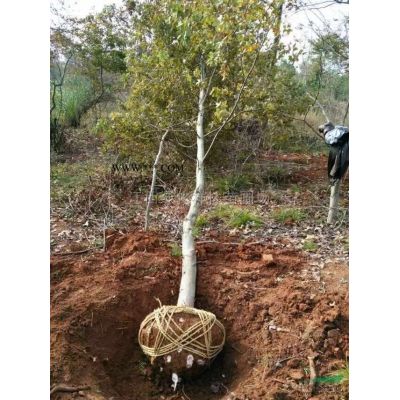 3-6公分无患子，江西无患子小苗，无患子供应，无患子供应