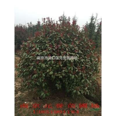 江苏南京无患子基地新价格，供应；8公分-15公分无患子图片