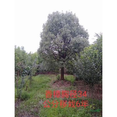浙江嘉兴地区供应精品榉树