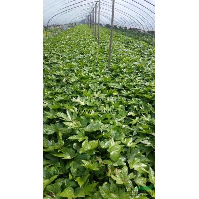 樱花，樱花供应，2020年樱花价格，萧山樱花低价
