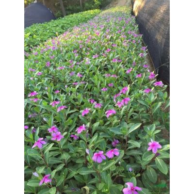 绿叶樱花三角梅价格