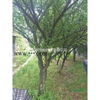 供19公分樱花20公分樱花22公分樱花25公分樱花28公分