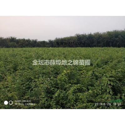 大量供应8-10cm精品榉树