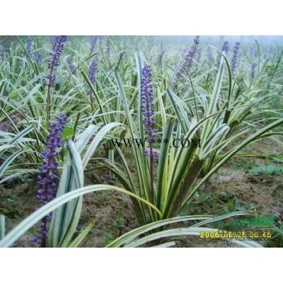 樱花报价/江苏樱花报价