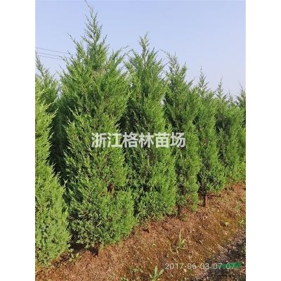 樱花\高杆樱花\精品樱花