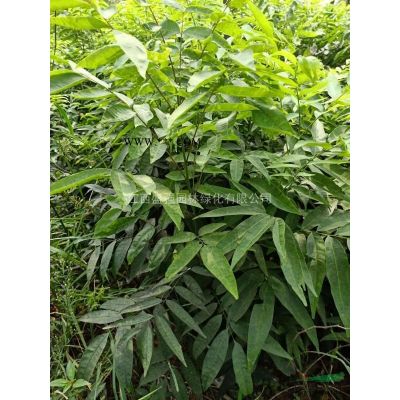 2020年江西15-16公分朴树 江西朴树基地 九江朴树产地新报价