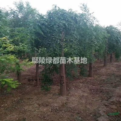 银杏 河南银杏 河南银杏基地