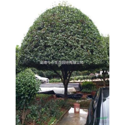 优质特价长沙红枫产地直销