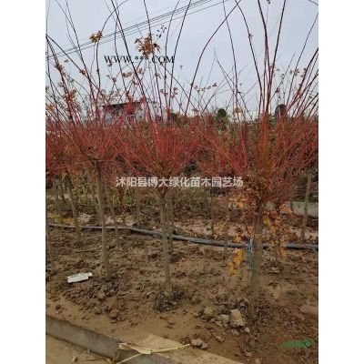 供应红枫2-15公分，日本红枫，中国红，红舞姬，欧洲三季红