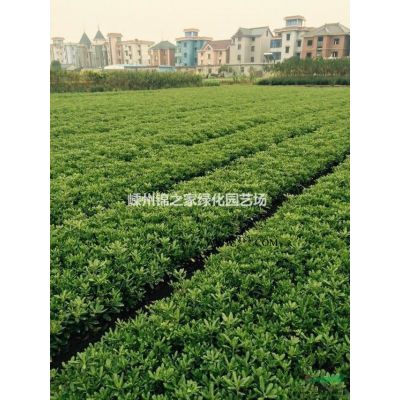 供应精品紫薇D3-15，一年生小苗有10亩新上市，产地直销