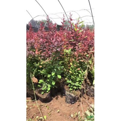 河南鄢陵大量供应精品紫薇，批发1-15公分紫薇