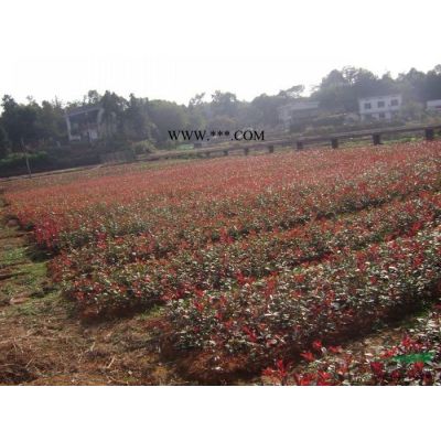 湖南柏加花木市场出售原生精品全冠红枫树