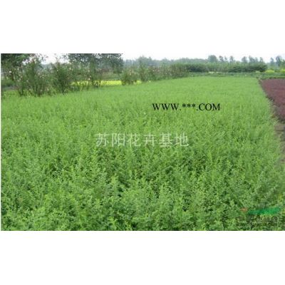 江苏杂交马褂木\鹅掌楸销售