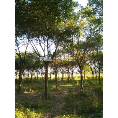 福建省漳州市供应绿庭院设计，紫薇桩景