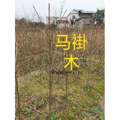 大量供应喜树.马褂木.1年2年.苗