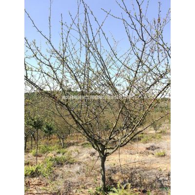 紫薇 紫薇价格 紫薇报价 紫薇基地 紫薇供应 江西紫薇