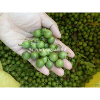 供应当年马褂木小苗 马褂木小苗价格 基地直销 数量大