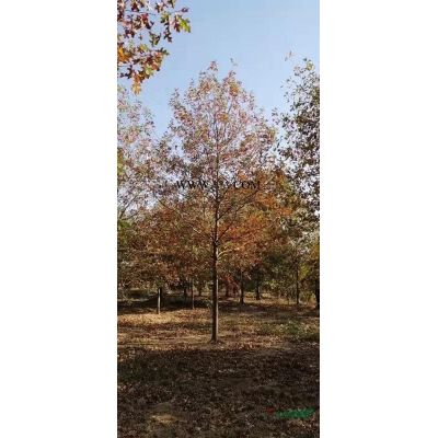 造型花瓶、紫薇造型花瓶圆柱